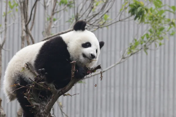 Little Panda Tree Wolong Giant Panda Nature Reserve Shenshuping China — Fotografia de Stock