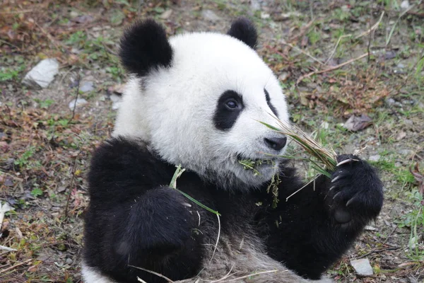 Little Panda Apprend Manger Bambou Wolong Panda Base Chine — Photo