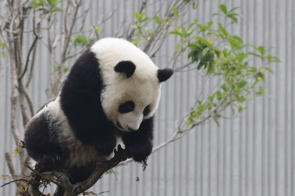 Kleiner Panda Auf Dem Baum Wolong Giant Panda Nature Reserve — Stockfoto