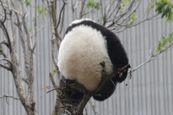 Kis Panda Fán Wolong Giant Panda Természetvédelmi Terület Shenshuping Kína — Stock Fotó