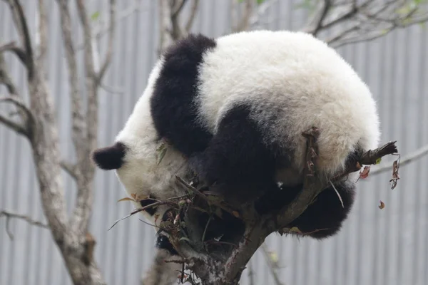 中国神寿平卧龙大熊猫自然保护区树上的小熊猫 — 图库照片