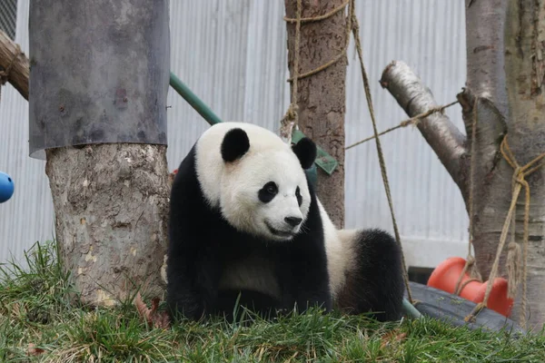 Panda Yard Wolong Giant Panda Nature Reserve Shenshuping China — 스톡 사진