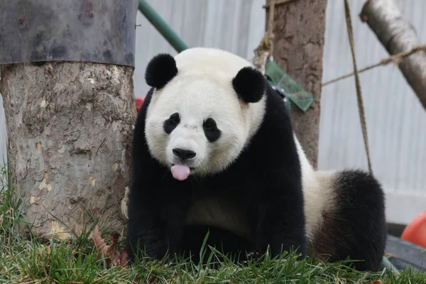 Funny Pose Panda Panda Sticking Out His Tongue Wolong Panda — Stock Photo, Image