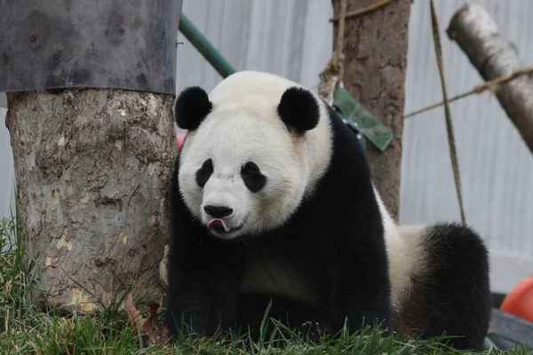 Panda Odpočívá Dvoře Sedět Čerstvém Vzduchu Základna Wolong Panda — Stock fotografie