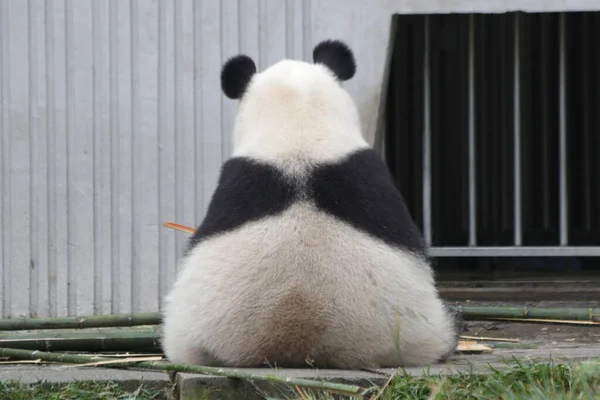 Back View Fluffy Panda — 스톡 사진