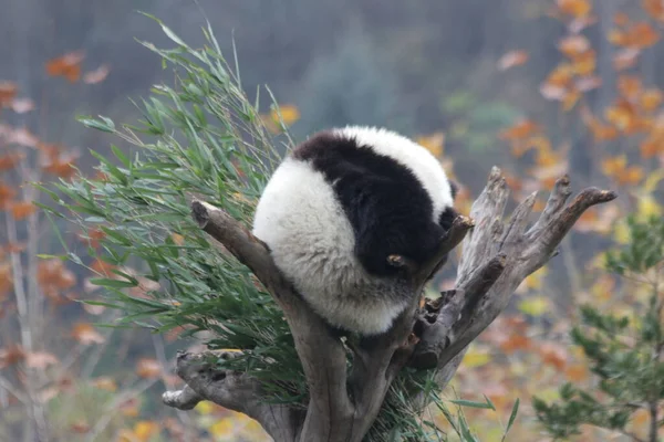 Sleeping panda on the Tree, surrounded with yellow maple leaves in Fall, Wolong Giant Panda Nature Reserve, Shenshuping, China