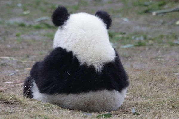Bolyhos Panda Visszapillantása — Stock Fotó