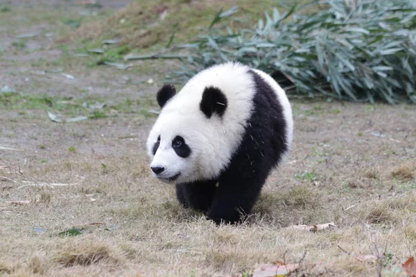 Kis Baby Panda Földön Chengdu Panda Bázis Kína — Stock Fotó
