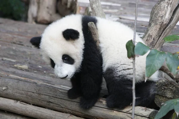 Kis Baby Panda Földön Chengdu Panda Bázis Kína — Stock Fotó