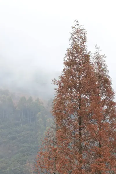 秋天的山景 树叶在薄雾中变成了褐色 — 图库照片