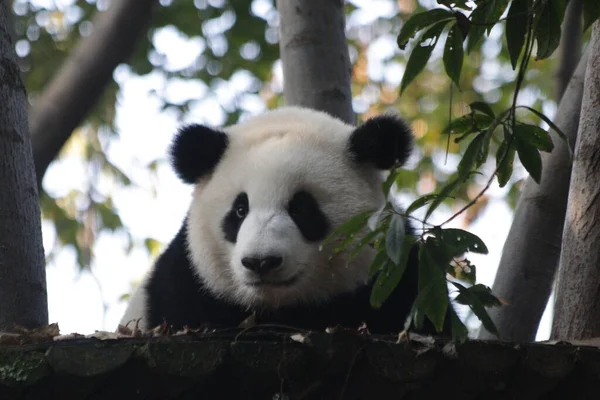 Flauschiger Panda Auf Dem Baum Blick Die Kamera Chengdu Panda — Stockfoto