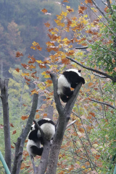 Little pandas on the Tree , surrounded with yellow leaves in Fall, Wolong Giant Panda Nature Reserve, Shenshuping, China