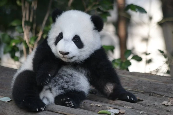 Kicsi Panda Mászni Tanul Chengdu Panda Bázis Kína — Stock Fotó