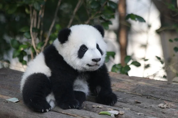 Malá Panda Učí Plazit Základna Chengdu Panda Čína — Stock fotografie