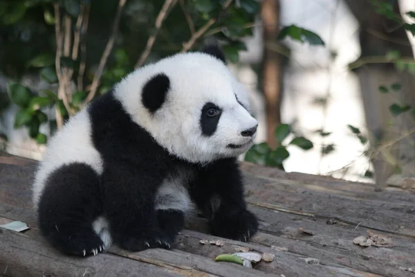 Malá Panda Chengdu Panda Base Čína — Stock fotografie