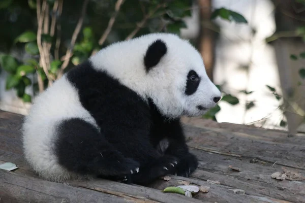 Pequeno Panda Bebê Base Panda Chengdu China — Fotografia de Stock