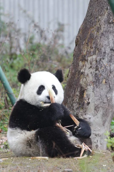 Close Little Panda Aprendendo Comer Folhas Bambu Wolong Panda Base — Fotografia de Stock
