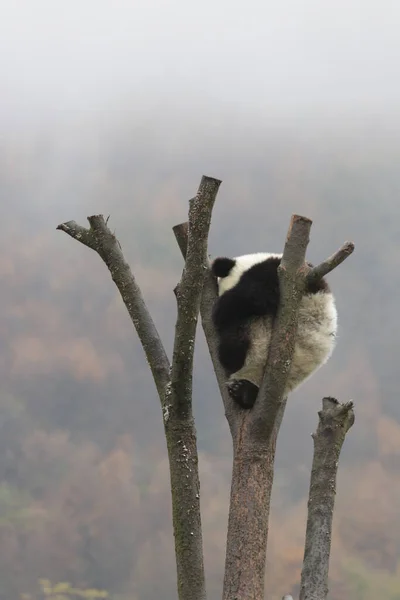 Little Panda Sleeping High Tree Wintertime Wolong Giant Panda Nature — Photo