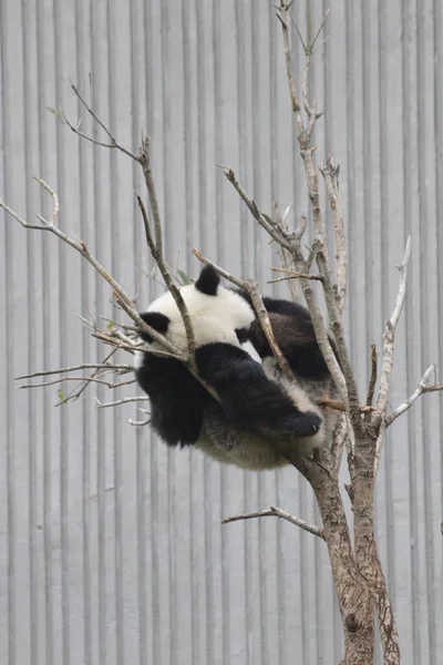 中国卧龙熊猫基地睡大觉的滑稽姿势 — 图库照片