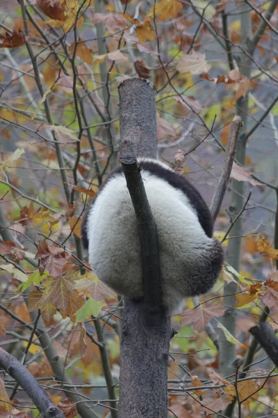 Pequeño Panda Durmiendo Árbol Alto Invierno Wolong Giant Panda Nature — Foto de Stock