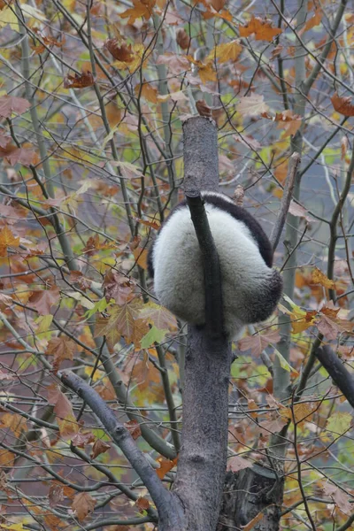 Little Panda Sleeping High Tree Wintertime Wolong Giant Panda Nature — Photo