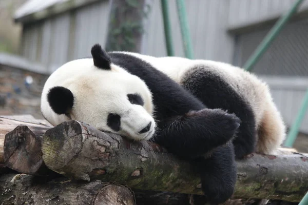 Close Sleeping Panda Wolong Giant Panda Természetvédelmi Terület Shenshuping Kína — Stock Fotó