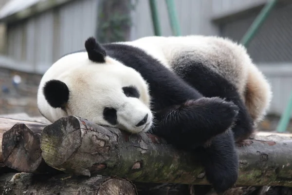 Zbliżenie Śpiąca Panda Rezerwat Przyrody Wolong Giant Panda Shenshuping Chiny — Zdjęcie stockowe