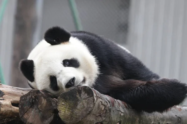 Zbliżenie Śpiąca Panda Rezerwat Przyrody Wolong Giant Panda Shenshuping Chiny — Zdjęcie stockowe