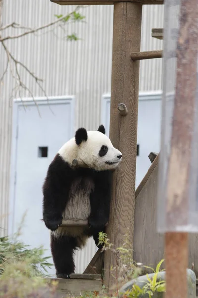 Vicces Pose Little Panda Álló Panda Kína — Stock Fotó