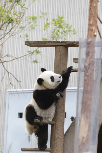 Kis Panda Próbál Felmászni Lépcsőn Wolong Giant Panda Természetvédelmi Terület — Stock Fotó