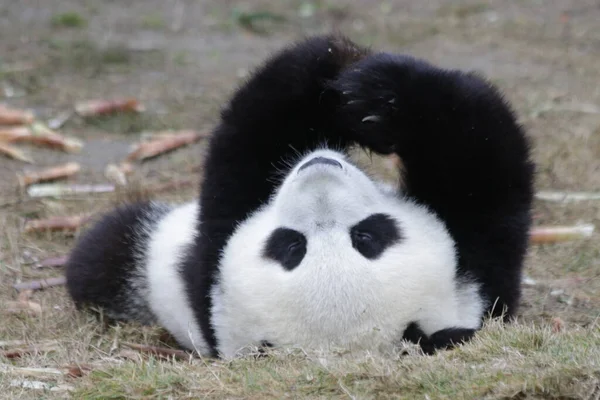 Küçük Panda Kapatın Yeşil Bahçede Uyuyor — Stok fotoğraf