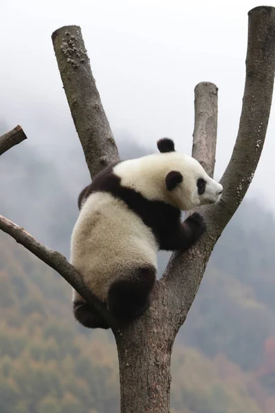 Little Panda High Tree Winter Time Wolong Giant Panda Nature — Φωτογραφία Αρχείου