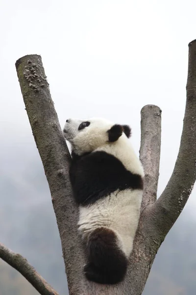 中国神寿平卧龙大熊猫自然保护区冬高树上的小熊猫 — 图库照片