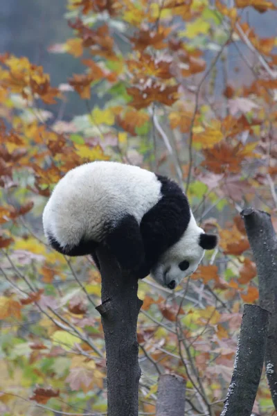 中国神寿平卧龙大熊猫自然保护区冬高树上的小熊猫 — 图库照片