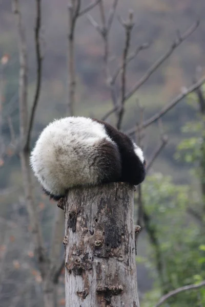 Kış Zamanı Yüksek Ağaçtaki Küçük Panda Wolong Dev Panda Doğa — Stok fotoğraf