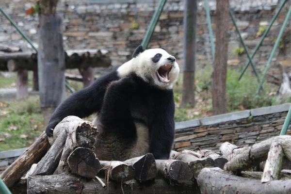中国神州神州卧龙大熊猫自然保护区 有趣的熊猫是Yawning — 图库照片