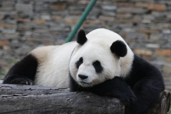 Blisko Panda Śpi Podwórku Chiny — Zdjęcie stockowe