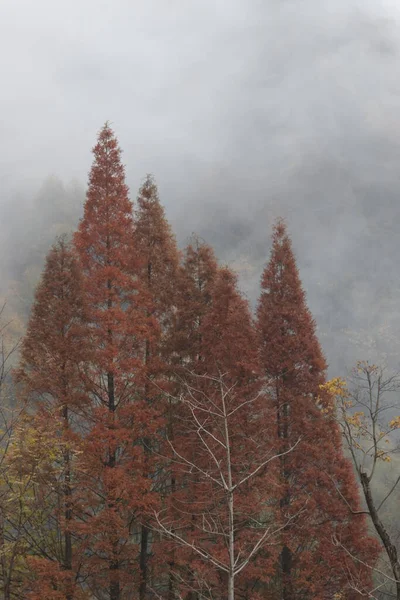 秋天的山谷景色 树叶变成了褐色 高山上笼罩着薄雾 — 图库照片