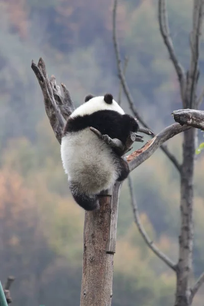中国卧龙熊猫基地秋季高树上的小熊猫 — 图库照片