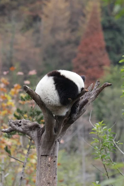 Pequenos Pandas Dormindo Árvore Alta Inverno — Fotografia de Stock
