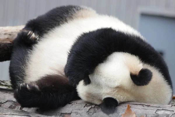 Pose Drôle Panda Endormi Wolong Panda Base Chine — Photo