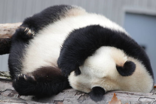 Funny Pose of Sleeping Panda, Wolong Panda Base, China
