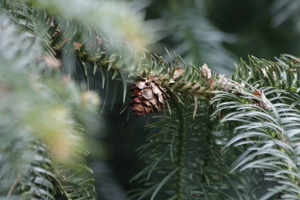 Cerca Cono Pino Abeto Verde Fresco Navidad Acerca —  Fotos de Stock