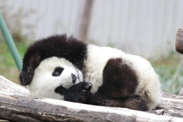 Poza Amuzantă Panda Adormită Baza Wolong Panda China — Fotografie, imagine de stoc