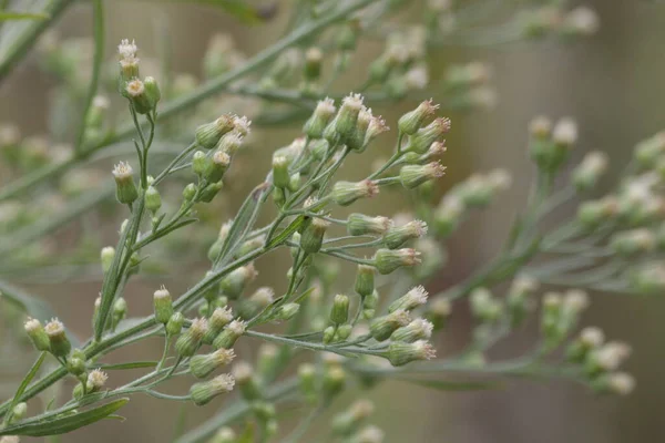 Närbild Lila Blommor Lilla Järnek Lila Loppor Lila Blommor Vernonia — Stockfoto