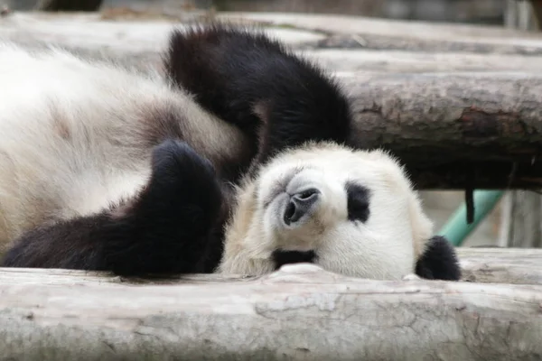 Funny Pose Panda Wolong Panda Base Primer Plano Sleeping Panda — Foto de Stock