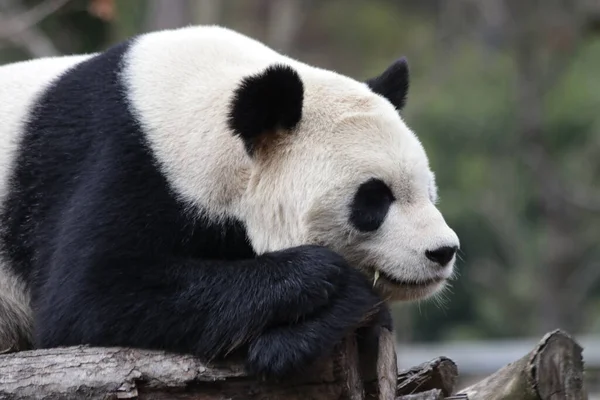 臥龍パンダ基地のパンダの面白いポーズ パンダの睡眠を閉じます — ストック写真