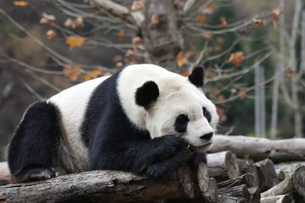 Lustige Pose Von Panda Wolong Panda Base Schlafender Panda Großaufnahme — Stockfoto
