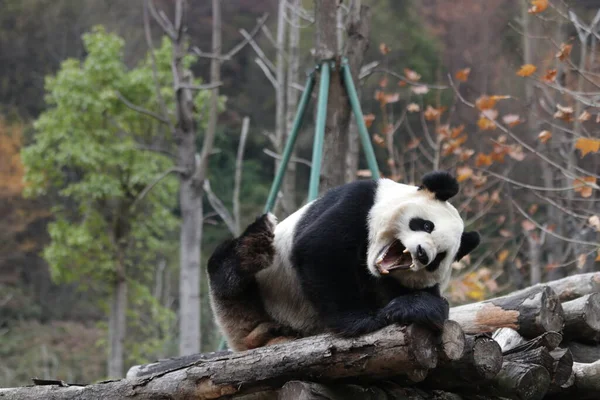 Funny Pose Panda Wolong Panda Base Panda Yawning — 图库照片