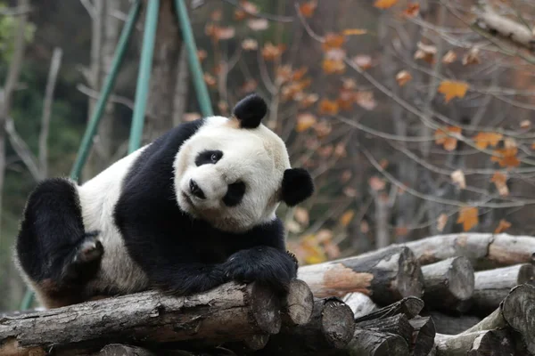 Vicces Panda Póza Wolong Panda Bázison Közelkép Alvó Panda — Stock Fotó